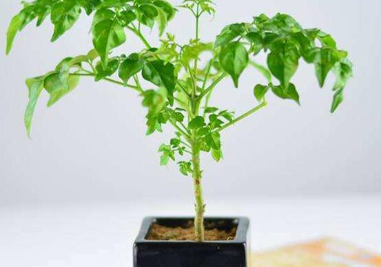 幸福樹不長(zhǎng)葉子怎么辦，做好這四點(diǎn)可生長(zhǎng)的茂盛碧綠