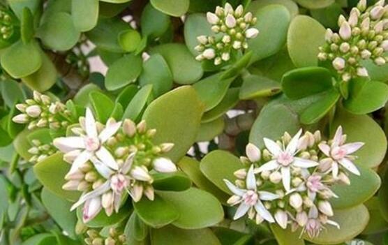 玉樹葉子發(fā)軟怎么辦，三種原因以及解決辦法