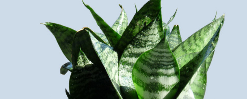 虎耳蘭的養(yǎng)殖方法和注意事項(xiàng)