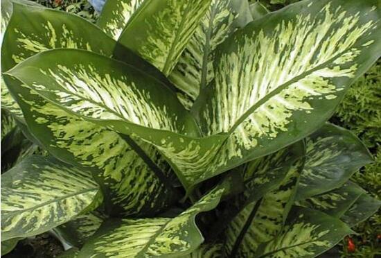 萬年青植物有幾種，盤點(diǎn)最令人欣賞的十大品種