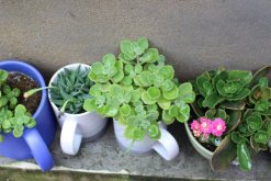 碰碰香怎么過冬，入室保溫并加強光照