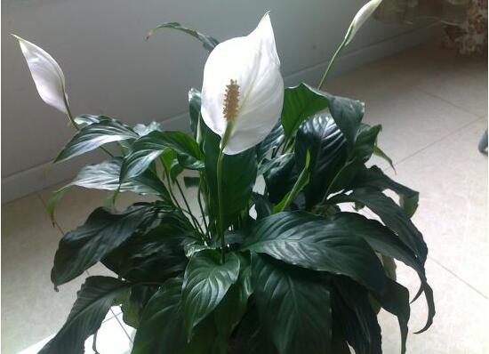 一帆風(fēng)順用什么水澆，澆池塘水、淘米水生長(zhǎng)最快