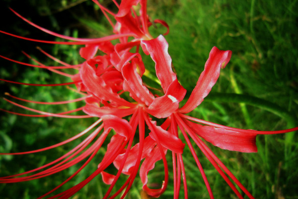 彼岸花養(yǎng)殖方法和注意事項