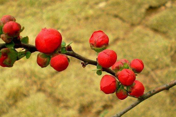 長(zhǎng)壽冠海棠怎么修剪