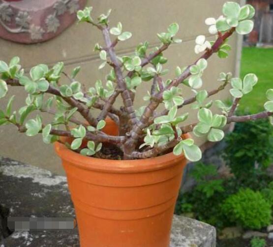 雅樂之舞怎么扦插，春季最佳/剪取生長健壯枝條