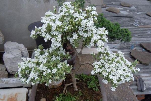 六月雪怕凍嗎，保證環(huán)境溫度不低于5℃