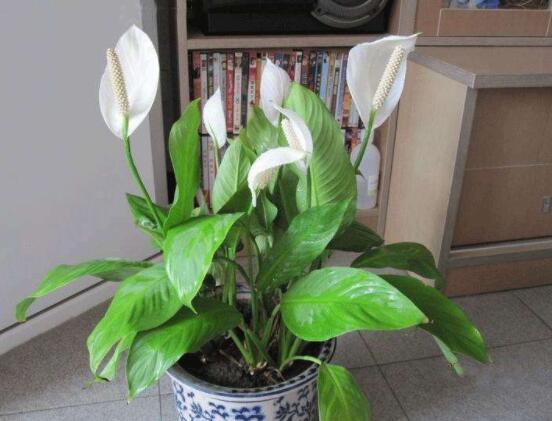 一帆風(fēng)順土培改水培，做好這六大要點(diǎn)即可快速水培生根