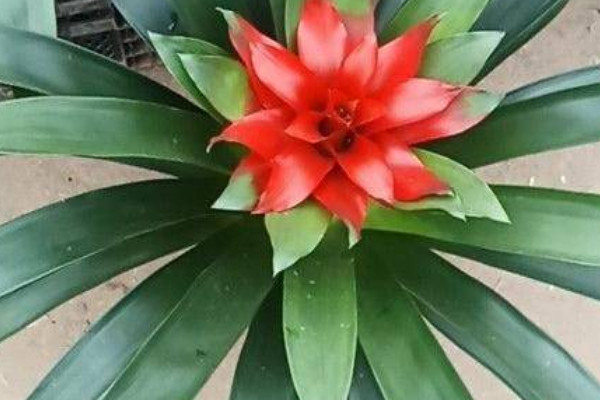 鴻運(yùn)當(dāng)頭不分株可以嗎