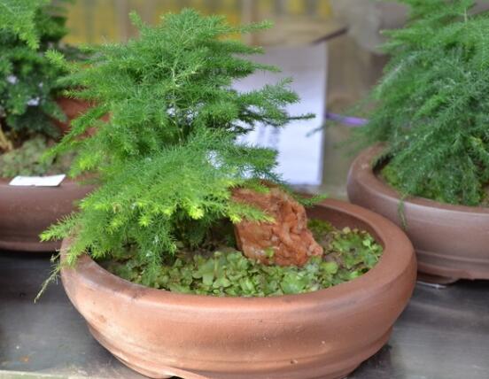 文竹肥料有哪些，餅肥、無機(jī)復(fù)合肥、液肥為主(枝繁葉茂)