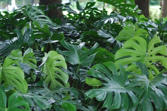 龜背竹水培方法和注意事項，教你超簡單三點步驟/勤換水