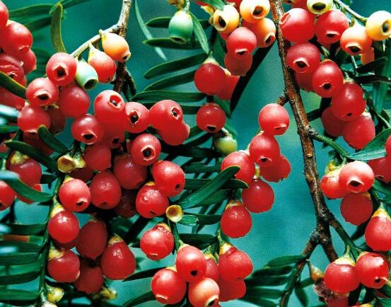 紅豆杉能在室內(nèi)養(yǎng)嗎，美化家居環(huán)境、凈化空氣