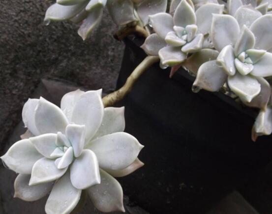 寶石花的花語是什么，代表著一種永不凋謝的愛、大富大貴