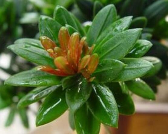 什么品種羅漢松最貴，珍珠羅漢松當(dāng)之無愧(售價高達上百萬)