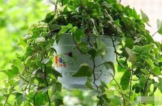 常春藤扦插步驟圖解，老農(nóng)總結(jié)六點(diǎn)最最簡易的基本步驟