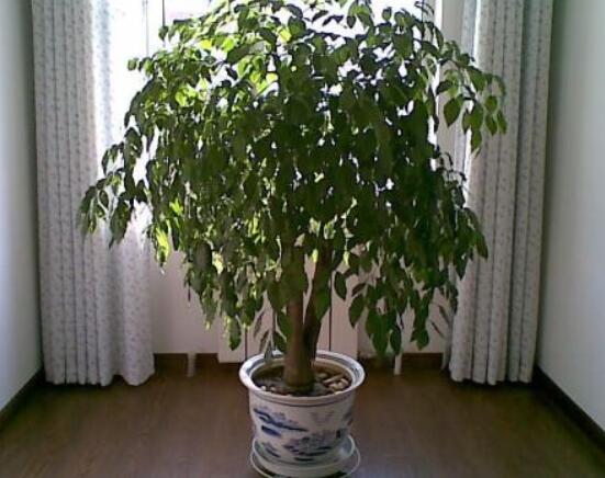 幸福樹(shù)病蟲(chóng)害，盤(pán)點(diǎn)最常見(jiàn)的四種病蟲(chóng)害防治大全