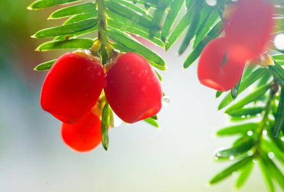 紅豆杉能在室內(nèi)養(yǎng)嗎，美化家居環(huán)境、凈化空氣