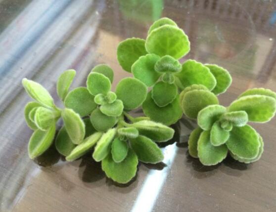 碰碰香能吃嗎，可食/泡茶泡酒香味濃郁、美味可口