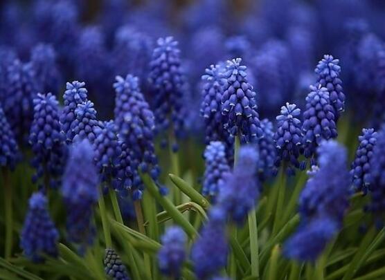 薰衣草的花語是什么，代表著心心相印、愛情的等待