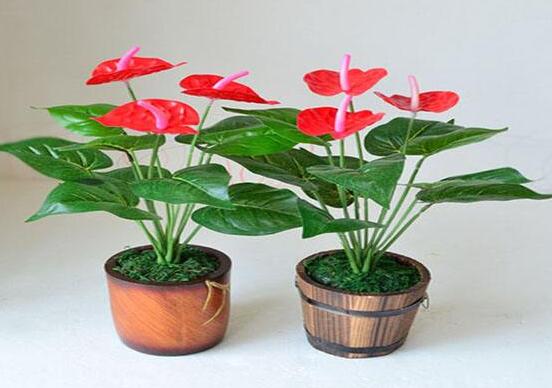 紅掌葉子發(fā)黃焦邊干枯是怎么回事，教你最直接有效三種解決措施