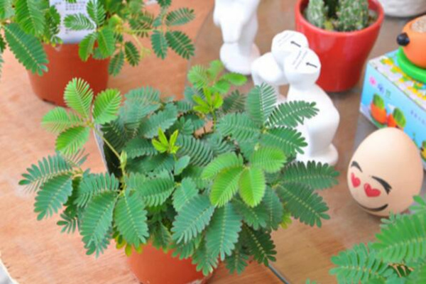 辦公室可以養(yǎng)含羞草嗎，不建議放在辦公室養(yǎng)（導(dǎo)致脫發(fā)）