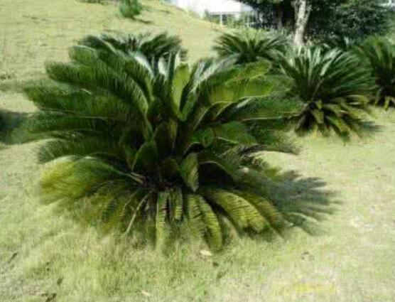 鐵樹(shù)什么時(shí)候長(zhǎng)新葉，每年春秋時(shí)分生長(zhǎng)出2-3輪新葉