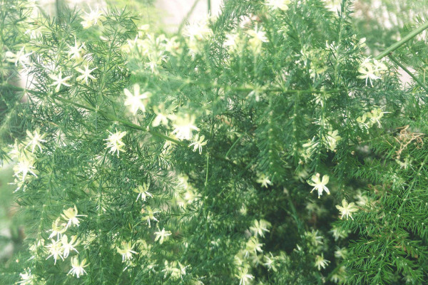 文竹怎么養(yǎng)才能瘋長(zhǎng)，修剪枝葉非常重要