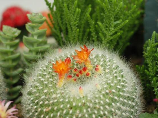 仙人球的寓意，寓意著外表堅(jiān)強(qiáng)而內(nèi)心柔軟