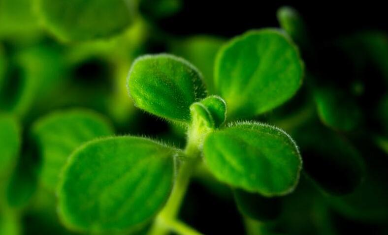 碰碰香長蚧殼蟲怎么辦，積極的進(jìn)行病蟲害防治