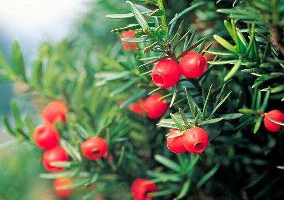 紅豆杉的養(yǎng)殖方法和注意事項(xiàng)，七大基本方法養(yǎng)殖郁郁蔥蔥