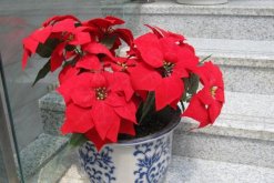 一品紅花期調(diào)控方法，以下方法就可以讓它提前開花