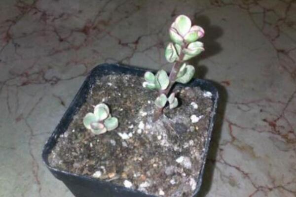 雅樂之舞怎么繁殖，扦插繁殖操作簡(jiǎn)單且成活率高