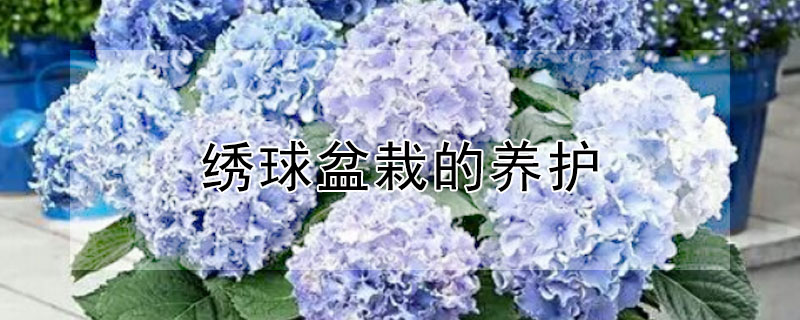 繡球盆栽的養(yǎng)護