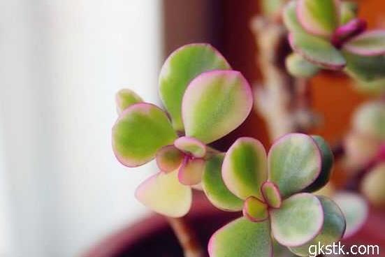 雅樂之舞葉片發(fā)皺是怎么回事，主要有三種原因造成(光照/溫度/澆水)