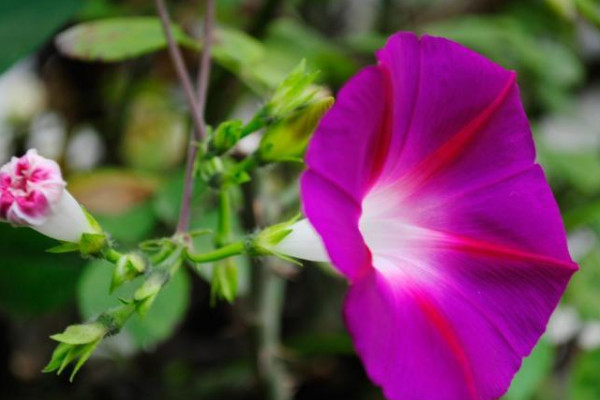 牽?；ㄐ枰刻鞚菜畣? src="/nongchan/d/file/20201223/ejru4am1rm3.jpg" / data-9Dmu="IAnziR"></p>
<p data-f2kX="4TQXrn">
	牽?；ㄐ璨恍枰刻鞚菜饕鶕?jù)季節(jié)和天氣進行，一般在春秋兩季的時候，是不需要每天都為其澆水的，不然會導(dǎo)致土壤有積水產(chǎn)生，但是夏季氣溫高，水分蒸發(fā)快，這個時候就可以每天都為其澆一次水。</p>
<p data-Smev="6w99iz">
	<strong data-qMQZ="tSb431">2、澆水原則</strong></p>
<p data-nBor="4aWMiE">
	<img alt=