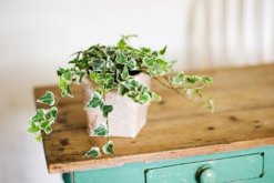 常春藤夏天怎么澆水，堅(jiān)持見干見濕的原則