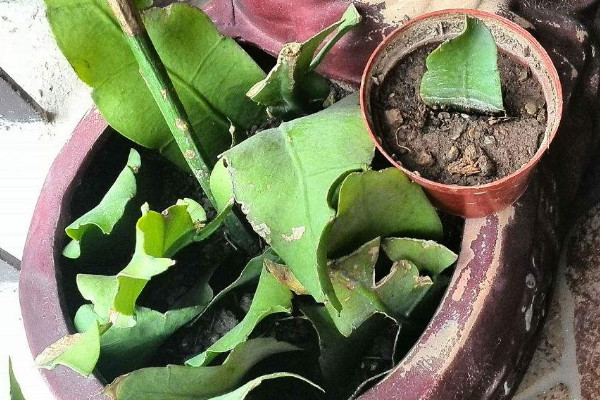 曇花怎么扦插，建議在5~6月份之間扦插最好