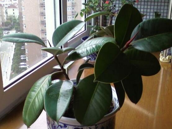 橡皮樹(shù)喜歡什么肥料，氮肥為主、磷鉀肥為輔