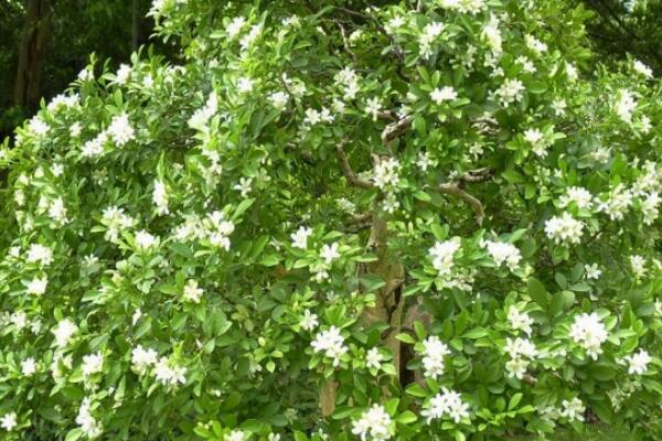 九里香不長(zhǎng)是什么原因