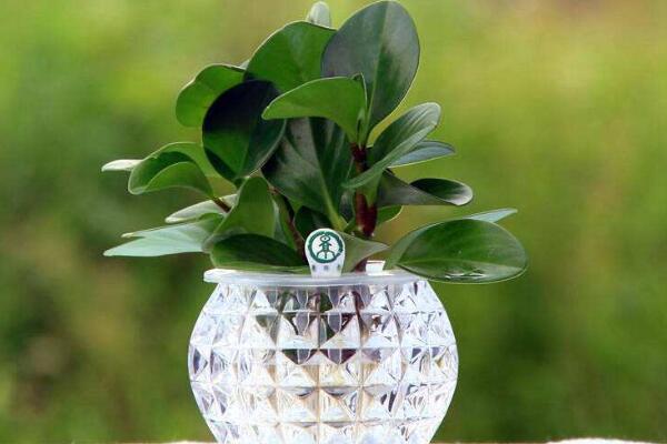 紫邊碧玉的作用，裝飾作用、藥用價(jià)值、凈化效果