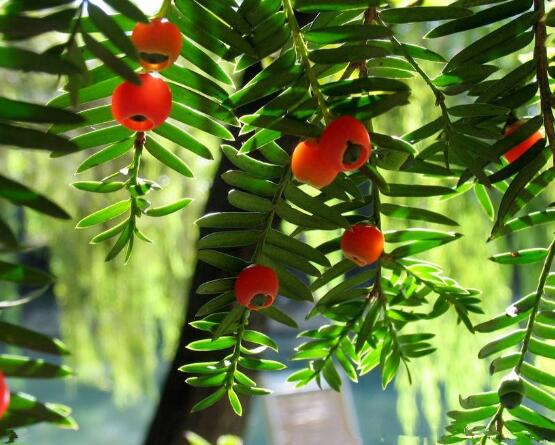 東北紅豆杉與南方紅豆杉有什么區(qū)別，介紹最簡單的三種區(qū)別方法