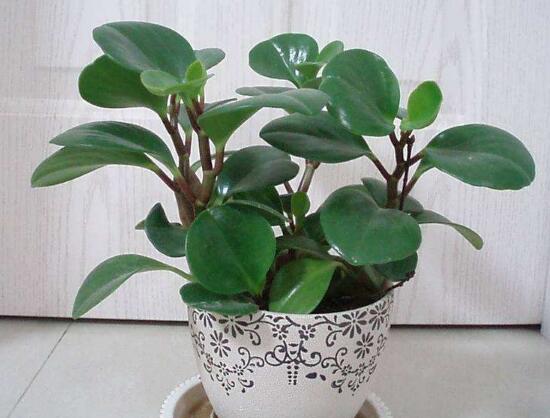 碧玉葉子發(fā)黃怎么辦，教你五步讓它重新恢復生機