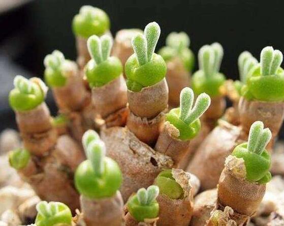 碧光環(huán)多肉怎么分栽，教你五個步驟盆盆爆滿