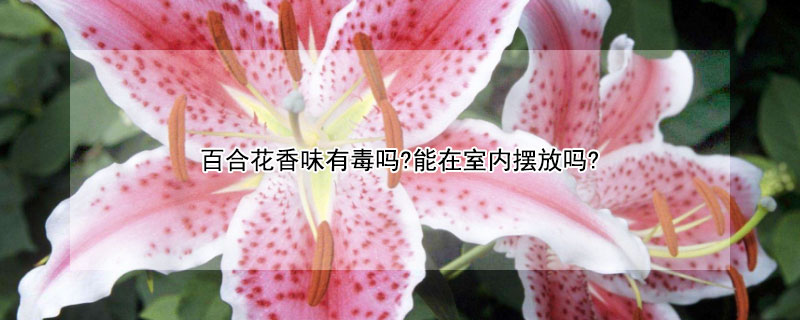 百合花香味有毒嗎?能在室內(nèi)擺放嗎?
