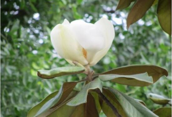 橡皮樹開花嗎，橡皮樹多久開花(一年兩次）