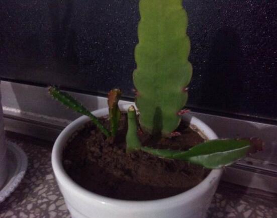 曇花什么時(shí)候葉插，以春季為主/擇兩年生健康老葉