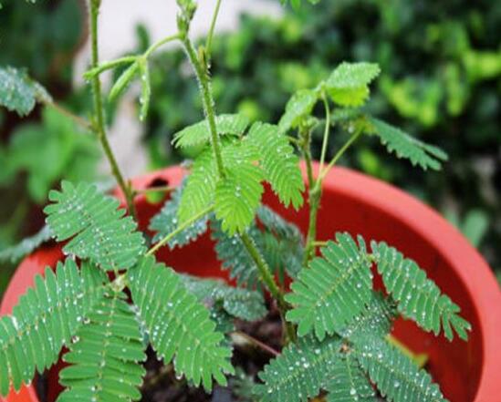 含羞草怎么養(yǎng)活，做好五個要點(diǎn)存活率百分百