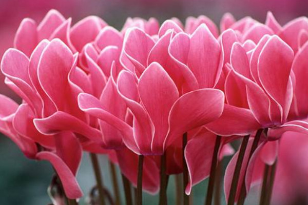 仙客來(lái)小苗怎么養(yǎng)