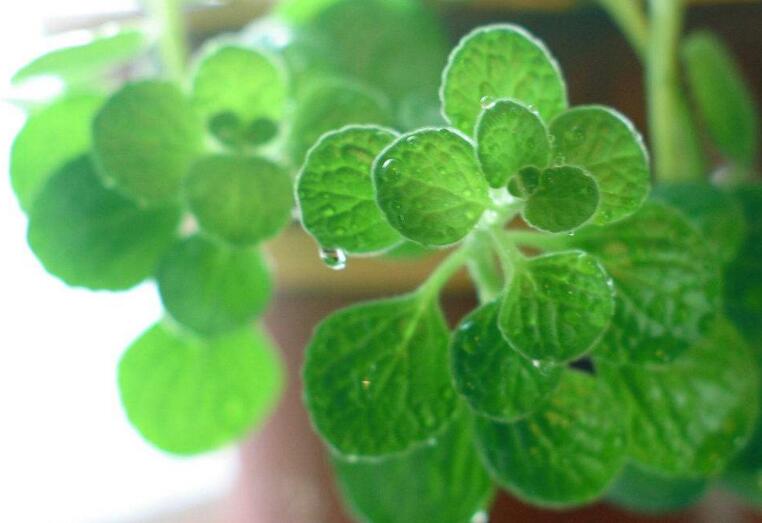 碰碰香怎么施肥，生長期時候施肥可以讓它長的更旺盛