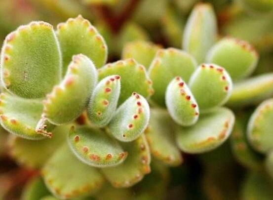 熊童子開花寓意，一片生機(jī)勃勃的綠色景象(美好寓意)