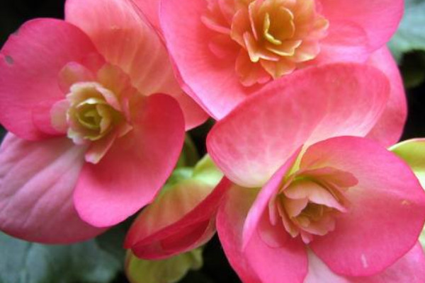 格力海棠花怎么養(yǎng)